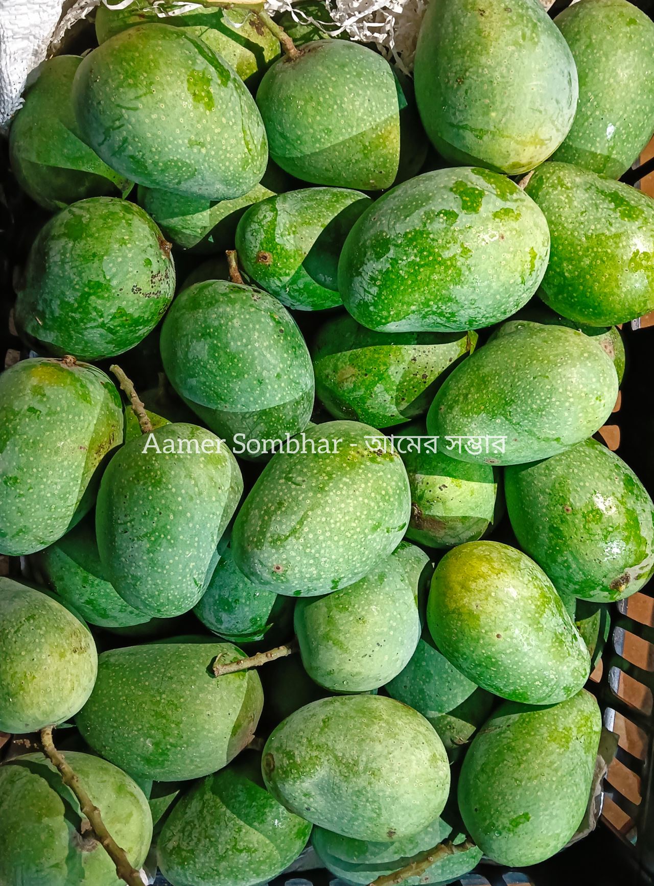 বাগান থেকে সংগ্রহ করা আম