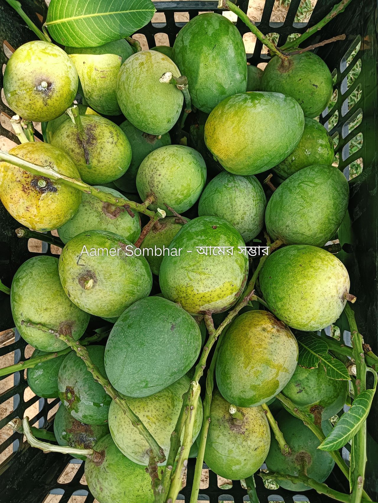 কার্টনে সাজানো মানসম্মত আম