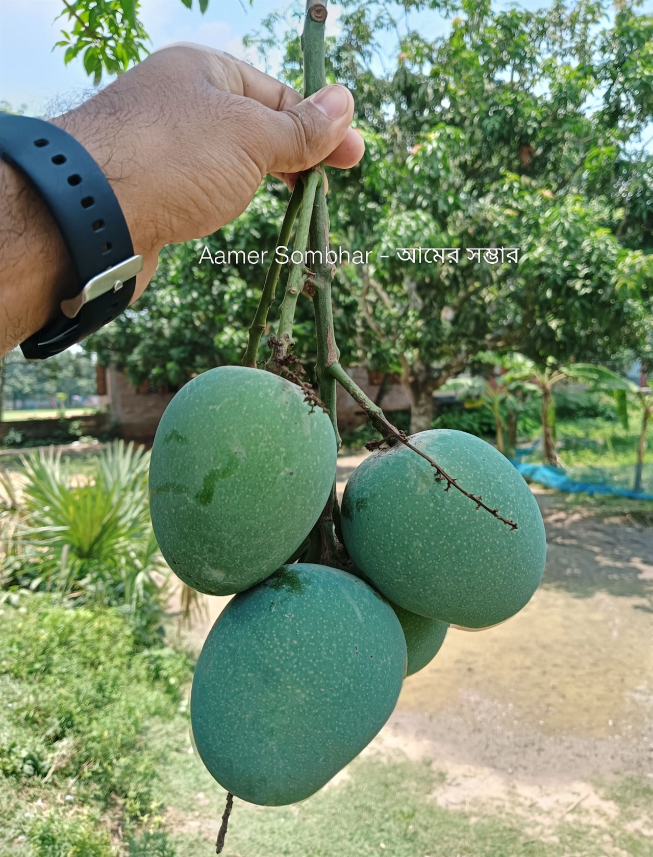 ডেলিভারির জন্য প্রস্তুত আম