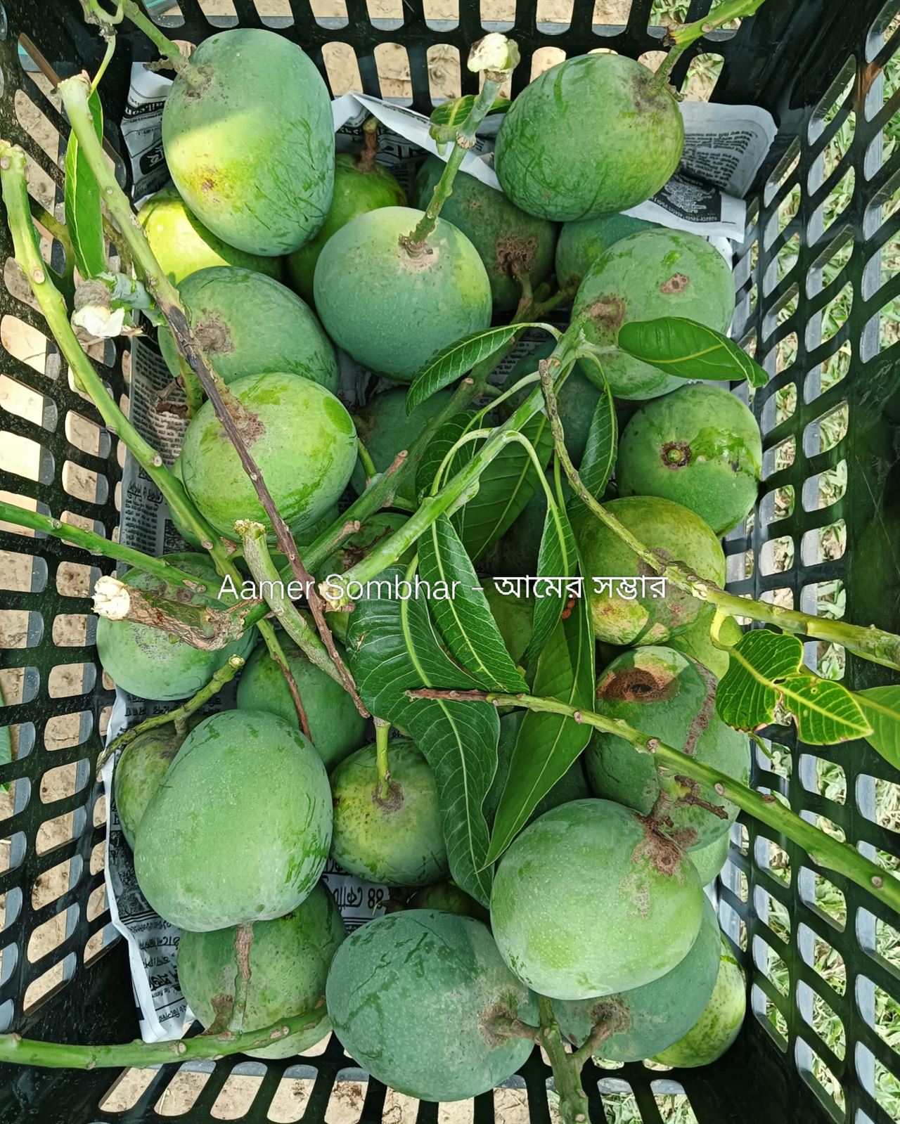 ডেলিভারির জন্য প্রস্তুত আম
