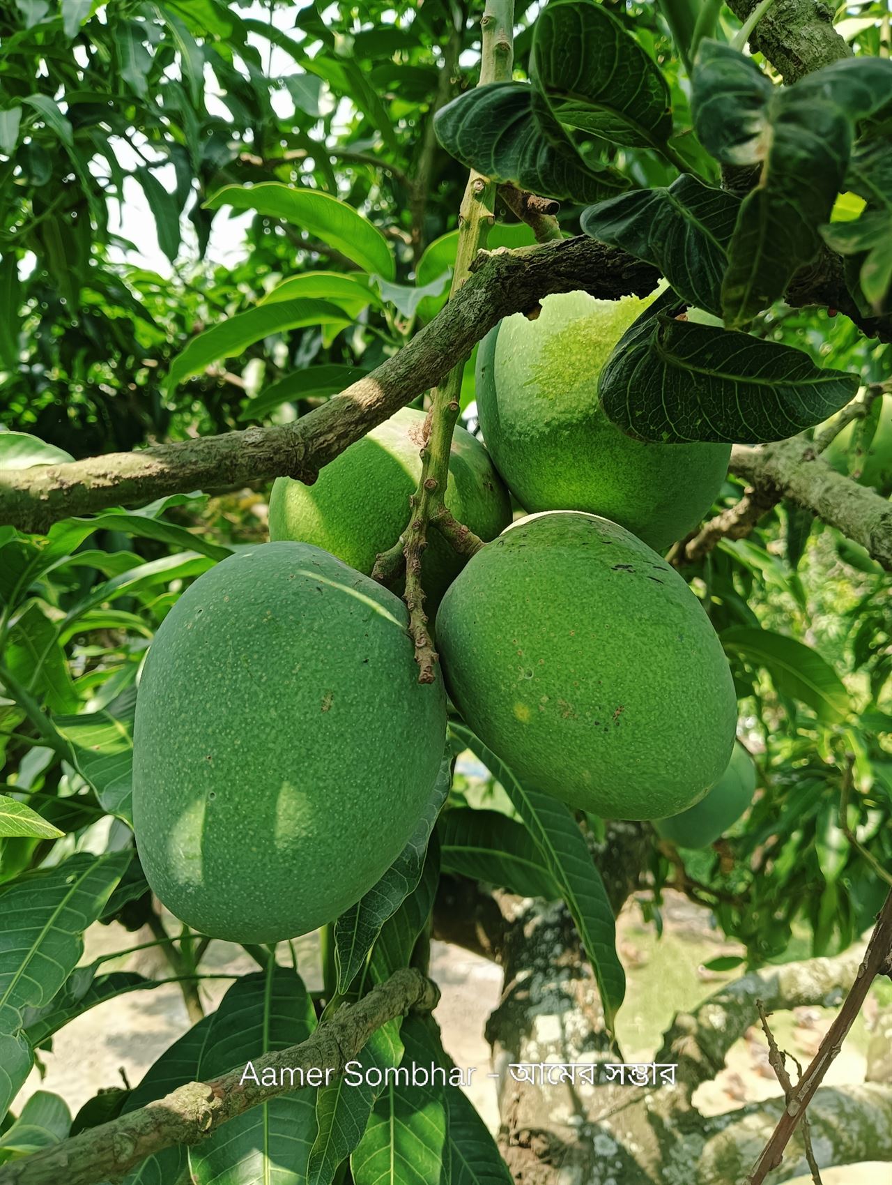 রাজশাহীর বাছাইকৃত সতেজ আম