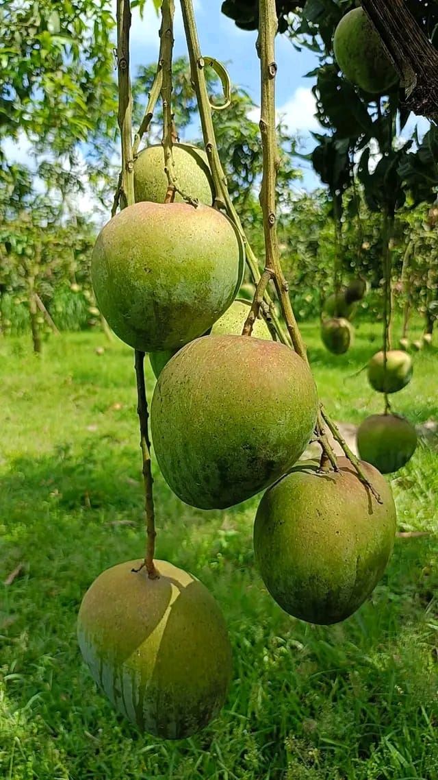 তাজা বারি-৪ আম