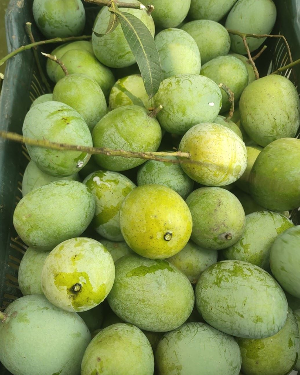 তাজা ল্যাংড়া আম