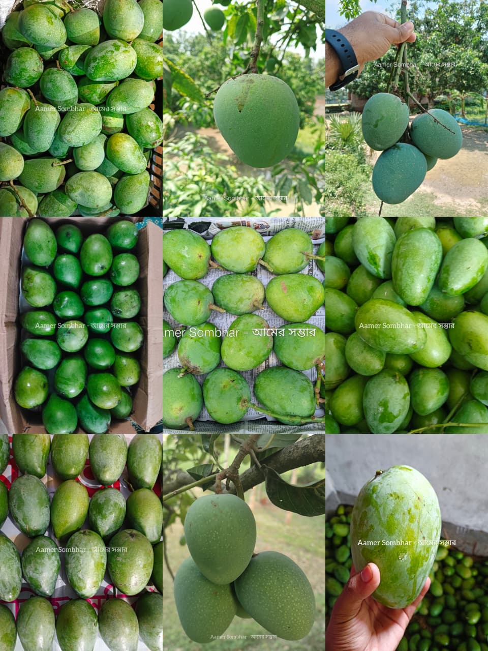 আমের সম্ভারের বাছাই করা মানসম্মত আম